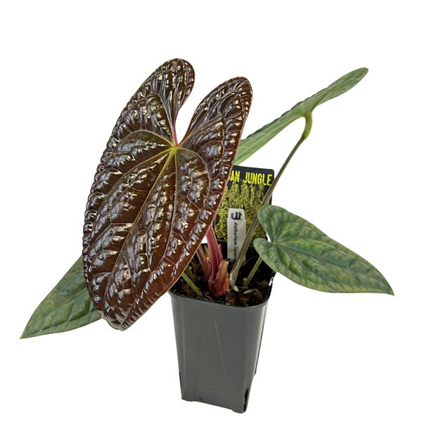 楽天市場】アンスリウム ブラックの通販