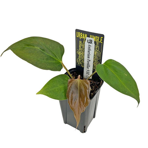 現品 アンスリウム ポーティラエ NSE (TC) 3号 アーバンジャングル Urban Jungle Anthurium pottillae NSE 組織培養 観葉植物