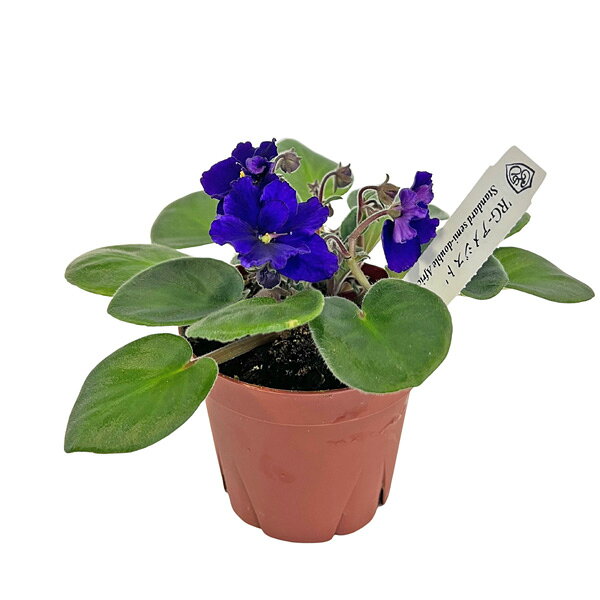 楽天市場】セントポーリア（観葉植物｜花・観葉植物）：花・ガーデン