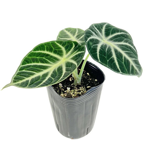 楽天市場】アロカシア アロカシアの通販