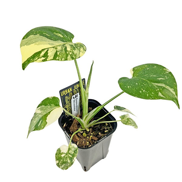 現品 UJ モンステラ タイコンステレーション 斑入り 厳選選抜株 No.016 3.5号 アーバンジャングル Monstera deliciosa Thai constellation 観葉植物