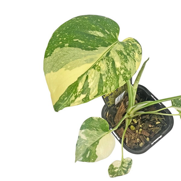 ���� UJ ��󥹥ƥ� �������󥹥ƥ졼����� ������ ������ȴ�� No.016 3.5�� �����Х󥸥�󥰥� Monstera deliciosa Thai constellation ���տ�ʪ