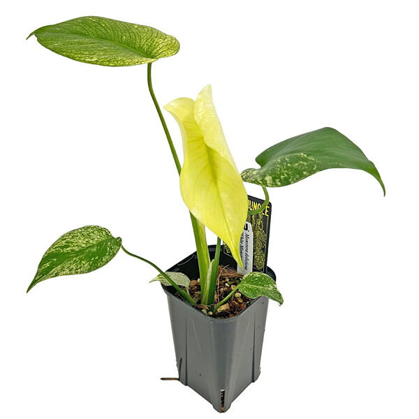 楽天市場】モンスター（観葉植物｜花・観葉植物）：花・ガーデン・DIY