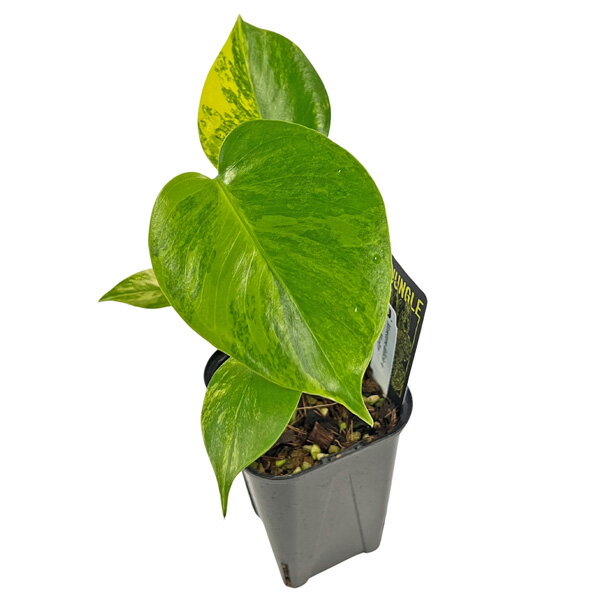 現品出荷 UJ モンステラ デリシオーサ イエローマリリン 3.5号 (M16) アーバンジャングル Urban Jungle Monstera Yellow Marilyn 観葉植物