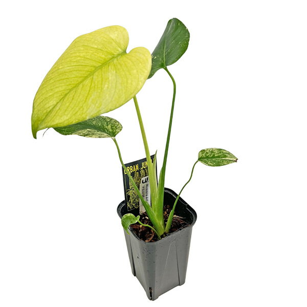 現品 モンステラ ホワイトモンスター 3.5号 (WM008) 天津蘭 アーバンジャングル Monstera deliciosa White Monster アロイド 観葉植物