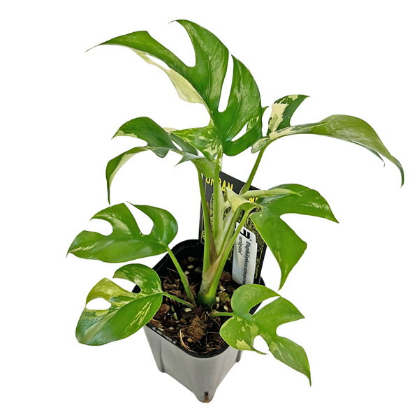 現品 ヒメモンステラ 斑入り (HM009) 3号 ラフィドフィラ テトラスペルマ アルボ アーバンジャングル 姫モンステラ アロイド 観葉植物