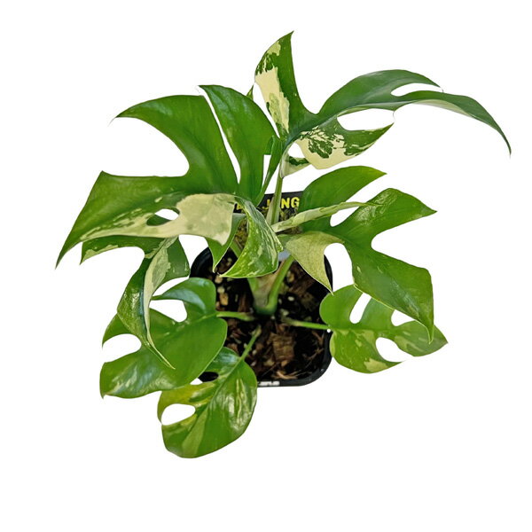 ���� �ҥ��󥹥ƥ� ������ (HM009) 3�� ��ե��ɥե��� �ƥȥ饹�ڥ�� ����� �����Х󥸥�󥰥� ɱ��󥹥ƥ� �������� ���տ�ʪ