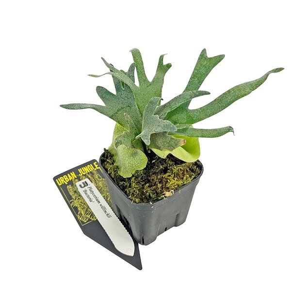 楽天市場】ウィリンキーの通販