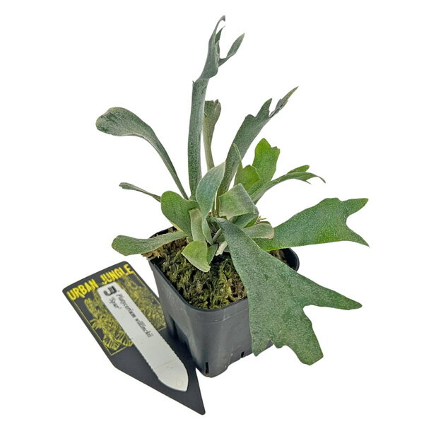 ビカクシダウィリンキーシュプール3...