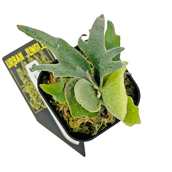 ビカクシダウィリンキージュエル3号...