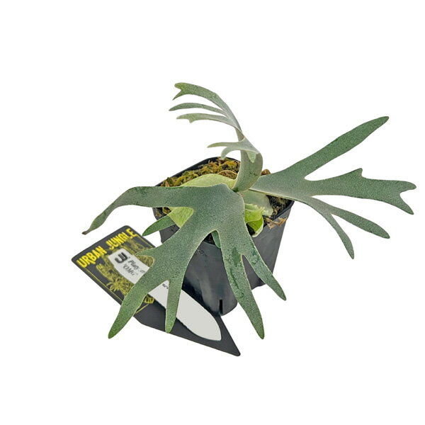 ビカクシダウィリンキーオーエムジー...