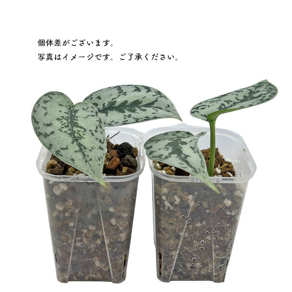 ��������ץ��� ����С���ǥ��� 3�� �ͥ��ߥ��� scindapsus silver lady ���� �쥢 ���տ�ʪ