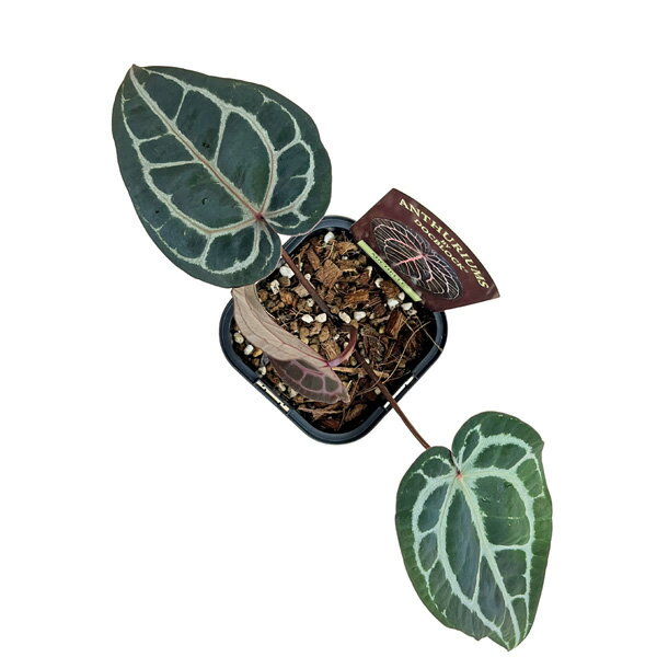 ���󥹥ꥦ�� �ߥ����� 3�� Anthurium hybrid Michelle BLOCANTMIC �ߥå����� ���տ�ʪ