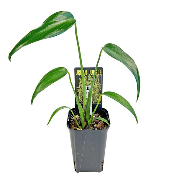 モンステラ バールマルクスフレーム 3号 アーバンジャングル Monstera 'BurleMarx'sFlame' Urban Jungle 観葉植物
