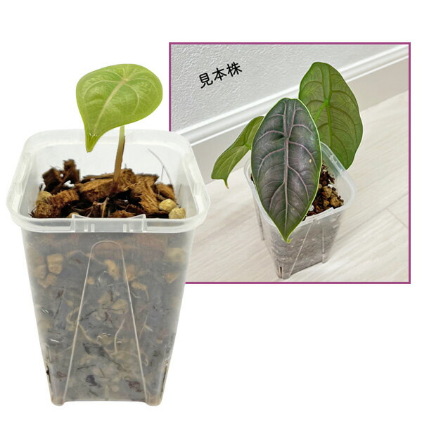 商品画像3