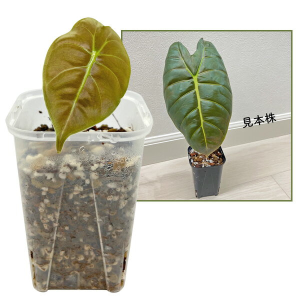 楽天市場】サトイモ 種（種類（植物）クワズイモ）の通販
