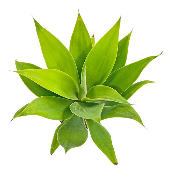 現品 アガベ アテナータ 5号 アテヌアータ Agave attenuata 観葉植物 ドライ ロック ガーデン