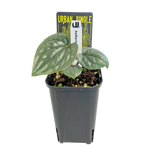 現品】アンスリウム・フーケリー 10号 黒鉢（1） 観葉植物