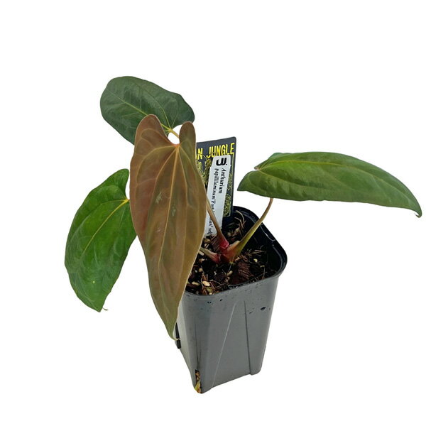 アンスリウム パピリラミナム フォートシャーマン 3.5号 アーバンジャングル Urban Jungle Anthurium papillilaminum Fort Sherman 観葉植物