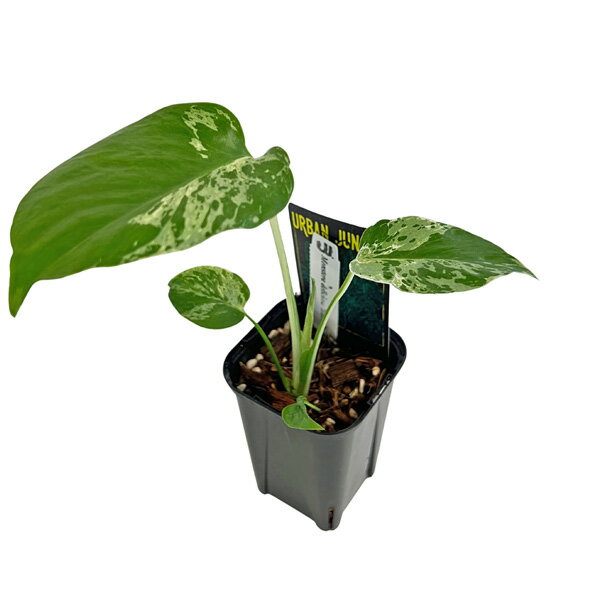 現品 UJ モンステラ デリシオーサ バルバソー (MB2) 3号 アーバンジャングル Urban Jungle Monstera deliciosa Bulbasaur 観葉植物