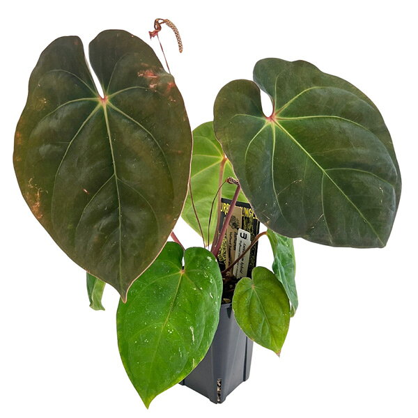 現品 アンスリウム ハイブリット ホフマニー アントラキー 3.5号 アーバンジャングル Urban Jungle Anthurium hybrit hoffmanii x antolakii 観葉植物