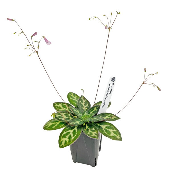 プリムリナ シノベトナミカ 3号 開花株 Primulina sinovietnamica レア品種 イワタバコ科 原種 耐陰性 室内 園芸 観葉植物