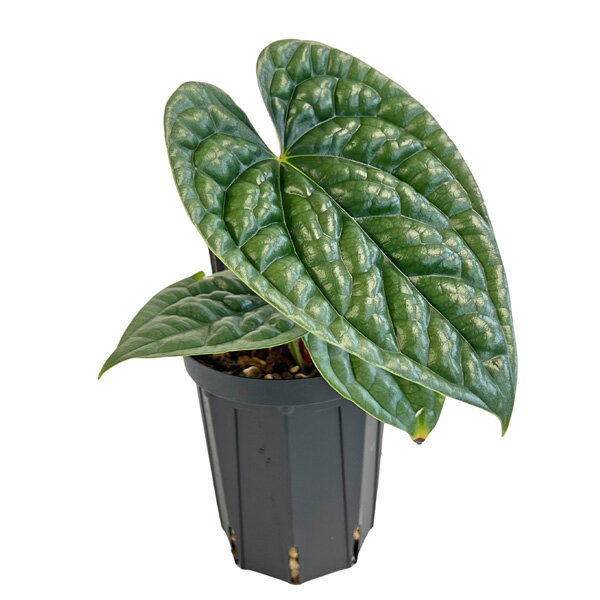 現品 アンスリウム ルクスリアンス 4号 アーバンジャングル Urban Jungle Anthurium Luxurians 観葉植物