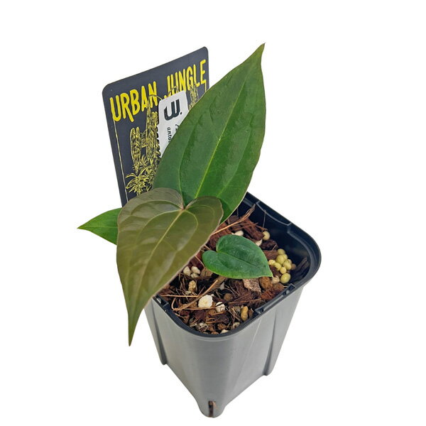 UJ アンスリウム ハイブリッド アントラキー x レッドクリスタリナム 3号 Urban Jungle Anthurium hybrid antolakii(BVEP) x Red Crystalinum 観葉植物