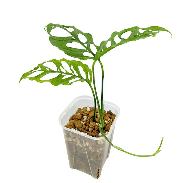 モンステラ オブリクア ペルー 3号 ネガミエル Monstera obliqua Peru 観葉植物 希少 レア 観葉植物