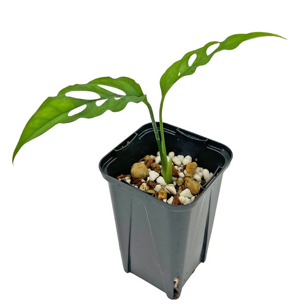 モンステラ オブリクア ペルー 2.5号 幼苗 Monstera obliqua Peru 観葉植物 希少 レア 観葉植物