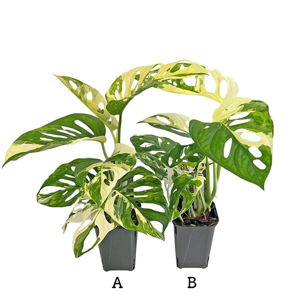 楽天市場】マドカズラ 斑入り（花・観葉植物｜花・ガーデン・DIY）の通販