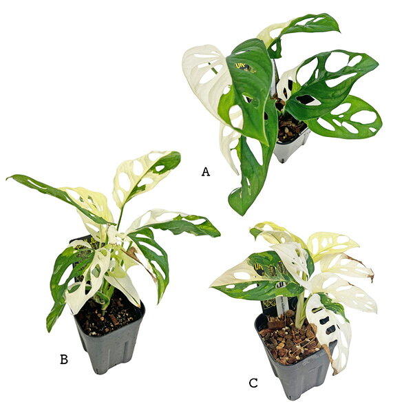 楽天市場】マドカズラ 斑入り（花・観葉植物｜花・ガーデン・DIY）の通販