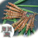 【ポイント5倍! 3日まで!】 熊本 沖縄 活鮮凍結 活き〆冷凍車海老 A 車海老x3パック 1パックに 5尾 計約100g入 流水解凍すれば 冷凍前の活き物と同じ身質 鮮度で調理 おめしあがりできます ご進物 ギフト 贈り物に