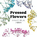 【メール便】かすみそう 押し花 少量 花材 レジン ネイル レジン封入 サシェ アロマワックス 材料 封入 素材 花素材 パーツ アクセサリ ハンドメイド 便利...
