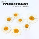 【メール便】訳アリノースポール 押し花 少量 花材 レジン ネイル レジン封入 サシェ アロマワックス 材料 封入 素材 花素材 パーツ アクセサリ ハンドメイド 便利 小分け