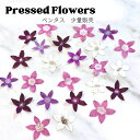 【メール便】ペンタス 押し花 少量 花材 レジン ネイル レジン封入 サシェ アロマワックス 材料 封入 素材 花素材 パーツ アクセサリ ハンドメイド 便利 ...