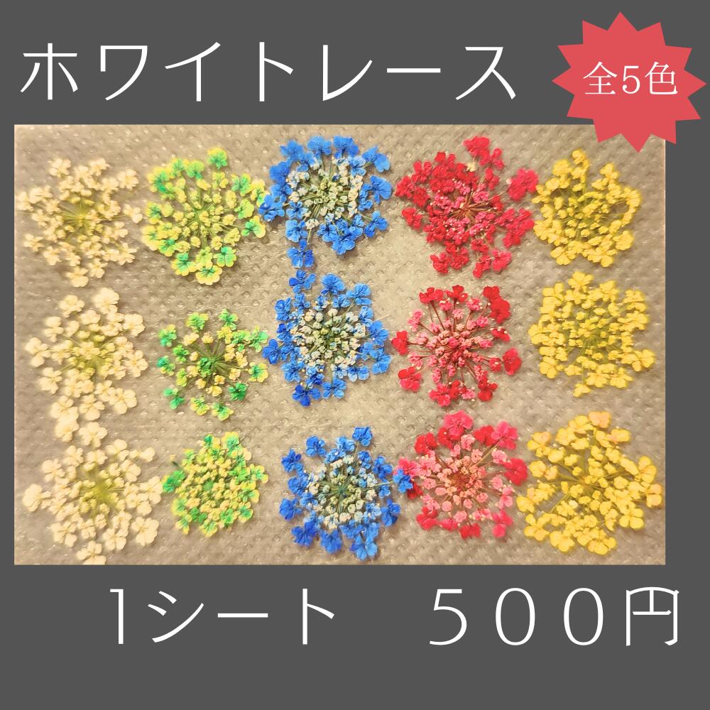 楽天市場】レースフラワー 押し花 白の通販 楽天市場】レースフラワー 押し花 白の通販