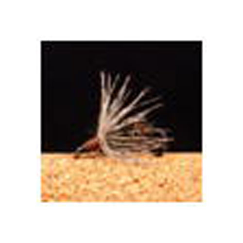 VAN FOOK TM-10 真田 3本入 テンカラマスター #14