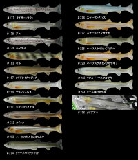 イマカツハドルスイマーリアルカラー4inchIMAKATSUHUDDLESWIMMER