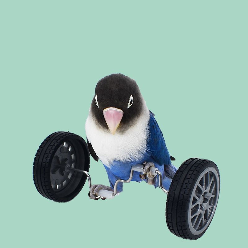 鳥用おもちゃ ペット トリ インコ 小鳥 車輪 運動 遊び道具 一人遊び ストレス発散 楽しい シンプル おしゃれ 定番 かわいい プレゼント 贈り物 誕生日 3