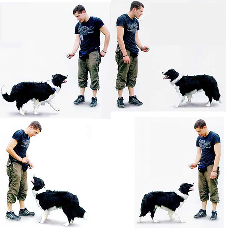 BACKYARD FAMILY バッグタウンのクリッカー ペット用品 犬用 しつけ用品 トレーニング 訓練 コミュニケーション スプリングゴム付き コンパクト ペットグッズ イヌ いぬ｜アングル3