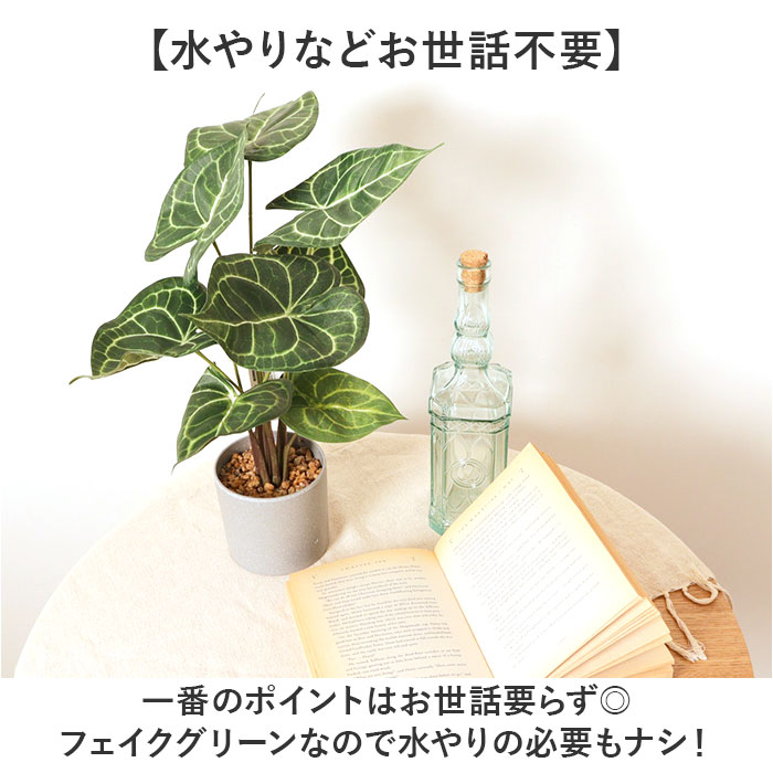 ���տ�ʪ �ե����� �緿 ��ɾ �����ƥ��ե�����륰�꡼�� �ե��������꡼�� ����ƥꥢ���꡼�� �͹����տ�ʪ �礭�� ȭ���� �ݥå� ���� ��ӥ� ���ե��� Ź�� ������� ������ ���ñۤ� ���ե� �����ȥݥå� �ݥԡ� YDM