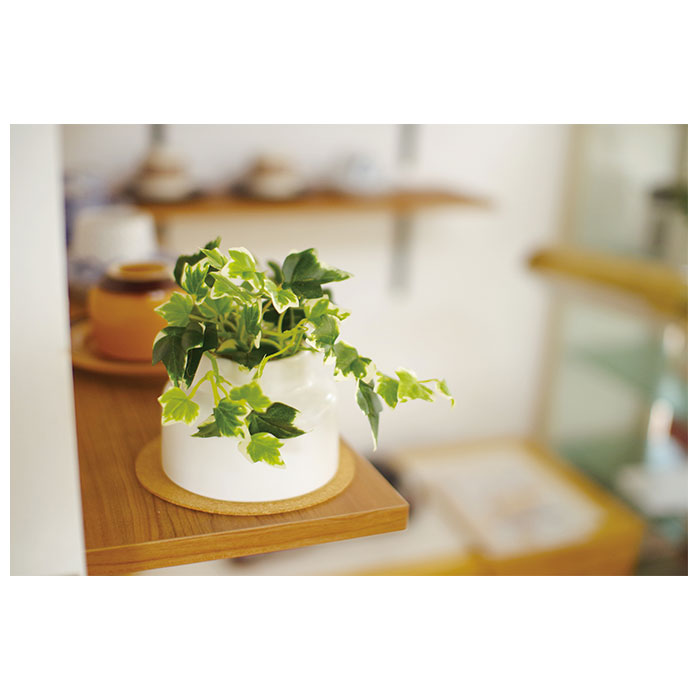 �ե��������꡼�� �ߥ� ��ɾ ȭ ������ ���տ�ʪ �ե����� ct���� �͹����տ�ʪ �͹���ʪ �ý� ���� �ɱ� �����ƥ��ե�����륰�꡼�� ���ߥơ�����󥰥꡼�� ECLIA �����ꥢ ������� �����ƥ��ե�����륰�꡼�� ����ƥꥢ���꡼�� ���� ����ƥꥢ����