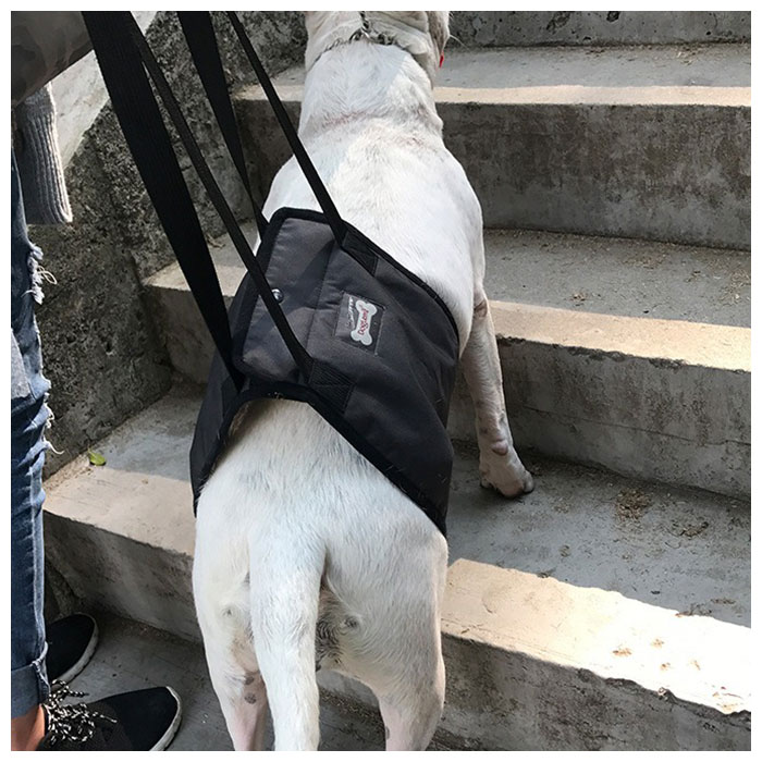 犬 介護 ハーネス 好評 歩行補助 老犬介護用品 介護ハーネス 大型犬 中型犬 小型犬 簡単装着 シニア犬 歩行補助ベルト 介護用品 散歩 リハビリ 犬用 いぬ ペット グッズ ペット用品 backyard-1-10019313 BACKYARD FAMILY バッグタウン サンプル画像3