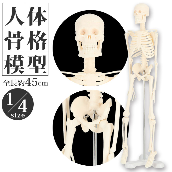 人体模型 好評 骨格模型 人体骨格模型 人体骨格標本 骨格標本 全身骨格 骸骨 置物 45cm 1/4 模型 人体モデル 稼動 直立 教育用 教材 ハロウィン おもちゃ ガイコツ インテリア