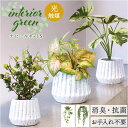 光触媒 フェイクグリーン 好評 イミテーショングリーン 人工観葉植物 インテリアグリーン 消臭 抗菌 防カビ おしゃれ ポット 陶器 植物 飾る インテリアプラ...