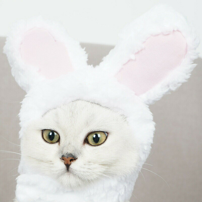 �ڥå���˹�� ǭ��˹�� ���֤�ʪ ǭ ������ �ڥå����� �ڥåȥ��å� ������ ������ �����ץ� ���� ���٥�� �ϥ������� �ѡ��ƥ��� �̿����� ���Ʋ� �� �ͥ� ���� ���ʪ Ƭ�� ���襤��