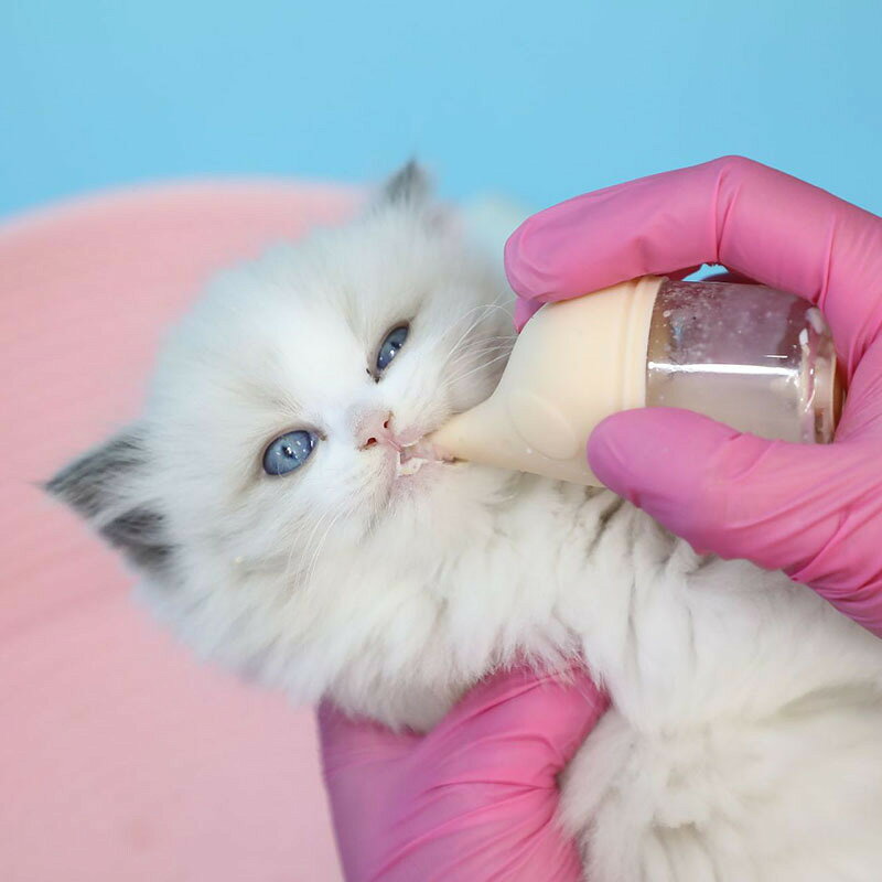 BACKYARD FAMILY ママタウンのペット用哺乳瓶 哺乳器 20ml 子猫 子犬 小動物 メモリ付き ミルクフィーダー ミルクボトル 授乳 哺乳 パピー ねこ ネコ キャット イヌ いぬ ドッグ｜アングル3