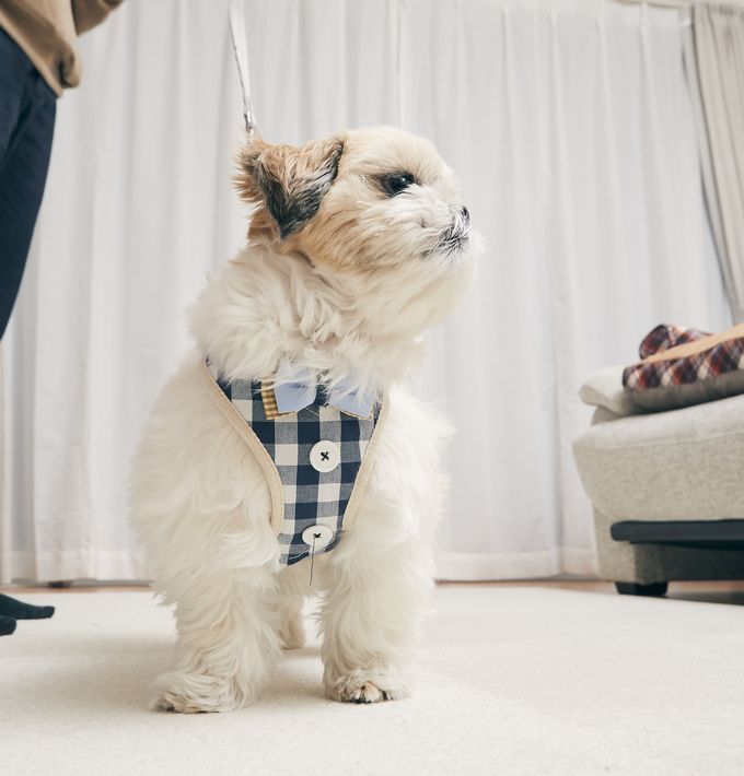 �ϡ��ͥ� �դ� �� �� ���� ����ե��� EF-PT03 �ڥåȥϡ��ͥ� �꡼���դ� �꡼�� ���� ���̤դ� ���η� ���� ���� ������ �淿�� �緿�� ������� ���襤�� �İ��� ������ ���å� ������ ���� �ڥå����� ���� ���Ǥ��� �����ȥɥ�����