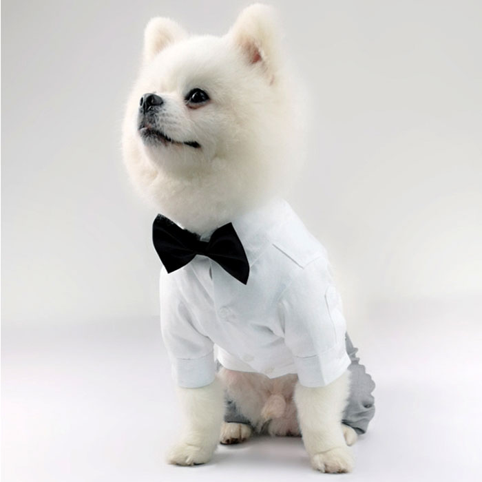 �ڥå� �� ����� �� ���� ���� �ե����ޥ륹���� ������ ���� �ե����ޥ� ������� �ڥå��� ���� ���å� ������ �ɥå������� �ڥåȥ����� ������ �ˤλ� �ܥ��� ���� ������ ���餫�� ���襤�� �İ��� �����ǥ��� �뺧�� ���ˤ�